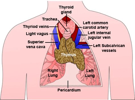 diagram thymus and surrounding area